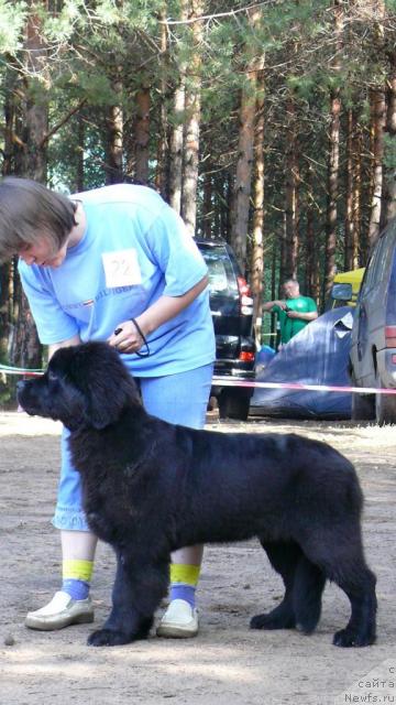 Фото: ньюфаундленд Super Bizon Valensiya (Супер Бизон Валенсия)