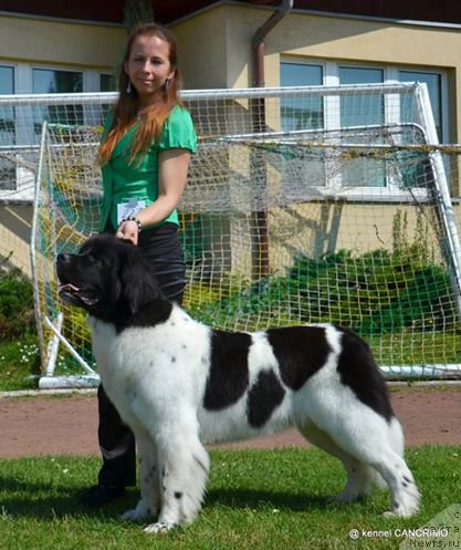 Фото: ньюфаундленд Chernaya Mafia Zebra Time (Черная Мафия Зебра Тиме)