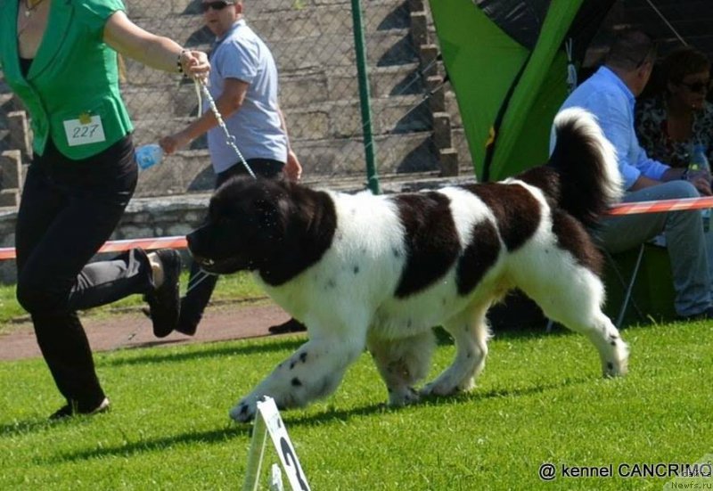 Фото: ньюфаундленд Chernaya Mafia Zebra Time (Черная Мафия Зебра Тиме)