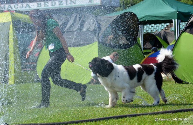 Фото: ньюфаундленд Chernaya Mafia Zebra Time (Черная Мафия Зебра Тиме)