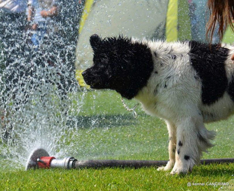 Фото: ньюфаундленд Chernaya Mafia Zebra Time (Черная Мафия Зебра Тиме)