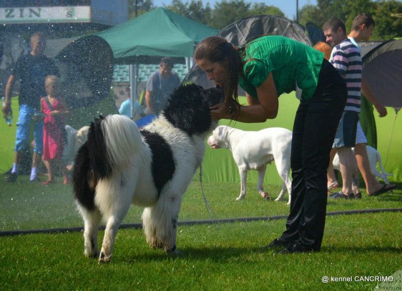 Фото: ньюфаундленд Chernaya Mafia Zebra Time (Черная Мафия Зебра Тиме)