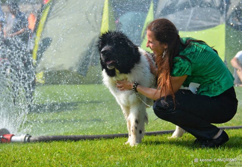 Фото: ньюфаундленд Chernaya Mafia Zebra Time (Черная Мафия Зебра Тиме)
