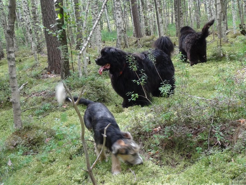 Фото: ньюфаундленд Baryishnya (Барышня)