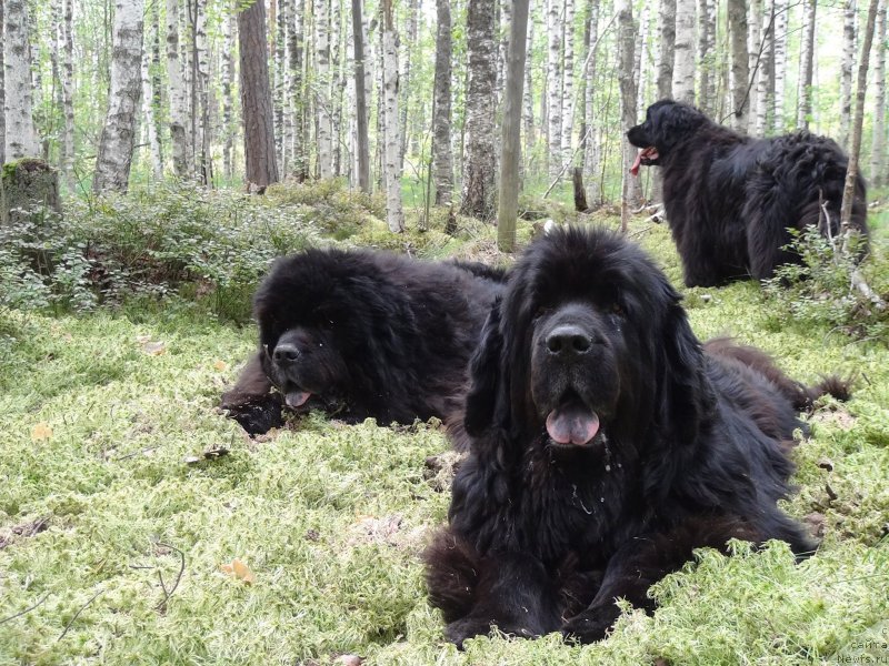 Фотография № 159798