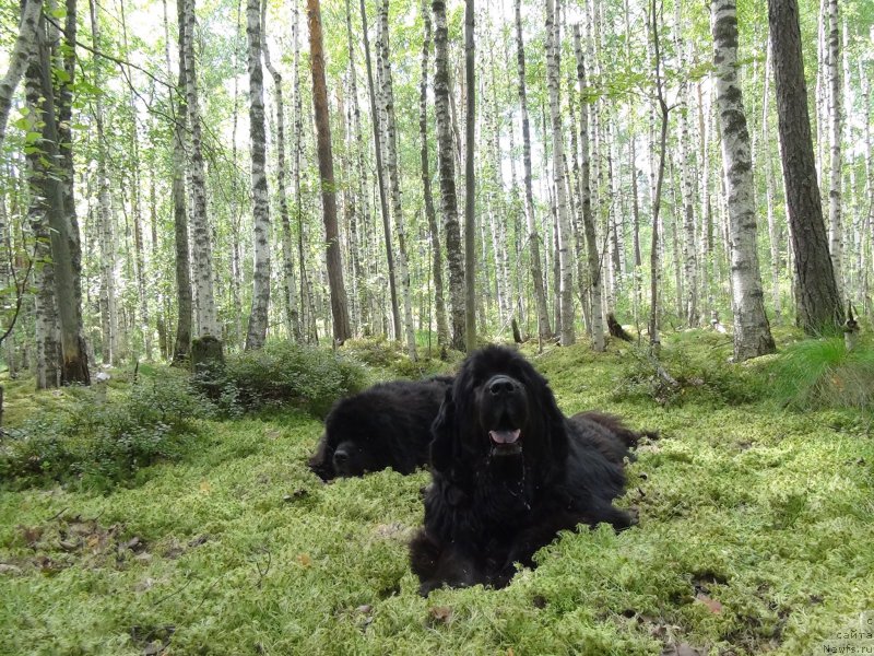 Фото: ньюфаундленд Akin Soul Sofiya (Акин Соул София), ньюфаундленд Andjel Viktorius (Анджел Викториус)