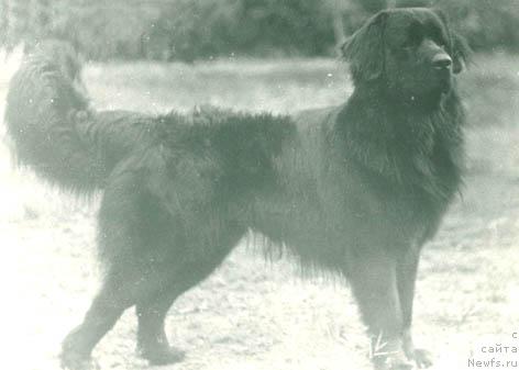 Фото: ньюфаундленд Zey Fram (Зей Фрам)