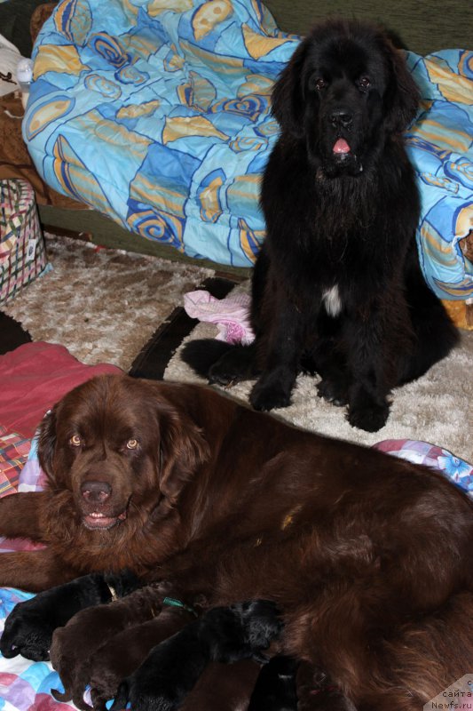 Фото: ньюфаундленд Velikiy Medved' Kameliya (Великий Медведь Камелия), ньюфаундленд Mercedes Vialiki Miadzvedz (Мерседес Вялiкi Мядзведзь)