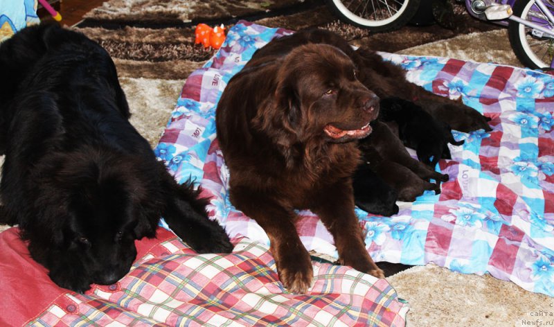 Фото: ньюфаундленд Mercedes Vialiki Miadzvedz (Мерседес Вялiкi Мядзведзь), ньюфаундленд Velikiy Medved' Kameliya (Великий Медведь Камелия)