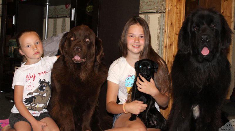 Фото: Полина, ньюфаундленд Velikiy Medved' Kameliya (Великий Медведь Камелия), Маша, Вишка, ньюфаундленд Mercedes Vialiki Miadzvedz (Мерседес Вялiкi Мядзведзь)