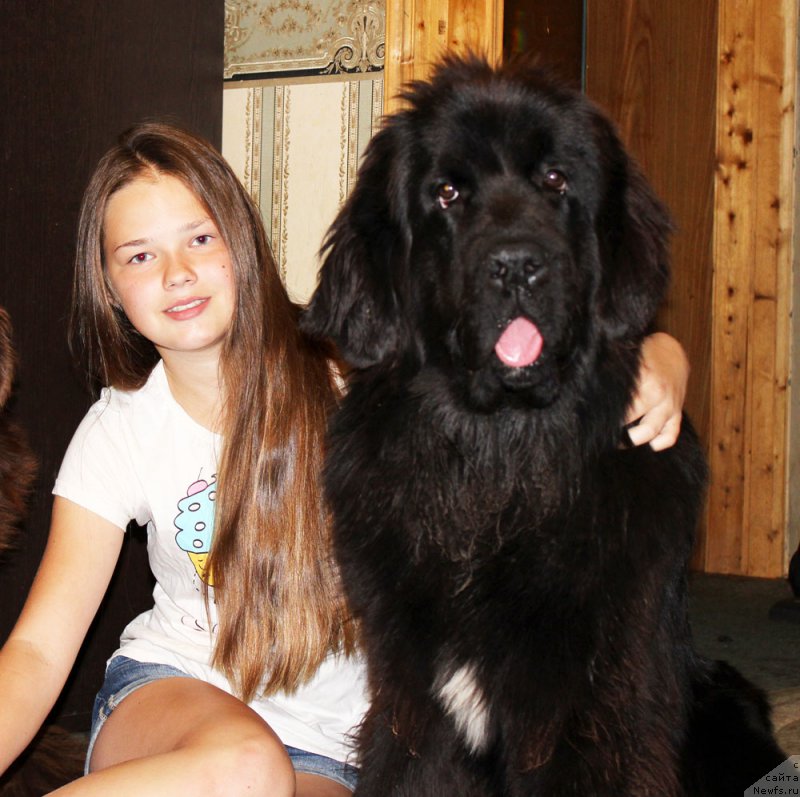 Фото: ньюфаундленд Mercedes Vialiki Miadzvedz (Мерседес Вялiкi Мядзведзь), и Маша