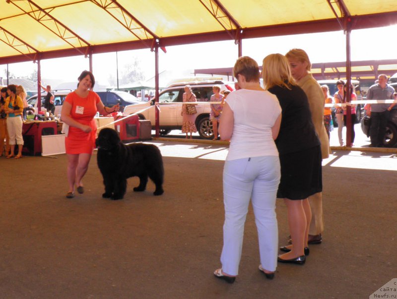 Фото: ньюфаундленд Zhdanny Syn Vialiki Miadzvedz