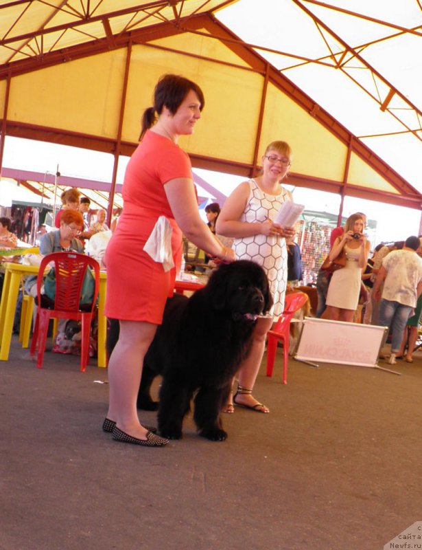 Фото: ньюфаундленд Zhdanny Syn Vialiki Miadzvedz