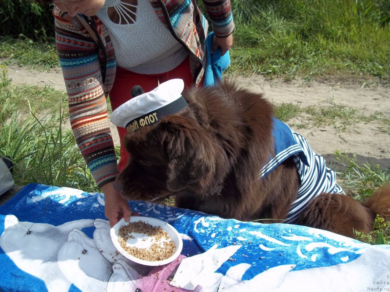 Фото: ньюфаундленд Horunzhy s Berega Dona (Хорунжий с Берега Дона)