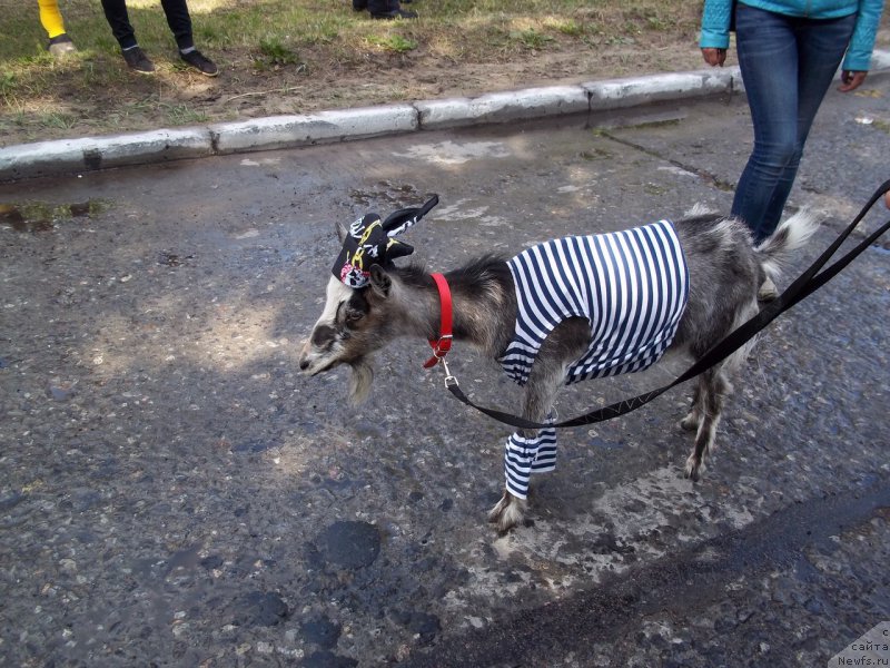 Фото: Коза-моряк