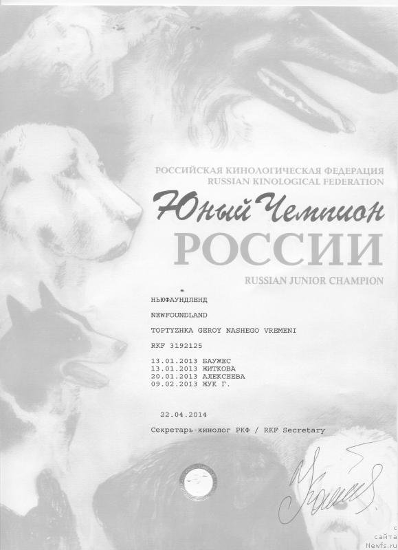 Фото: ньюфаундленд Toptyzhka Geroy Nashego Vremeni (Топтыжка Герой Нашего Времени)