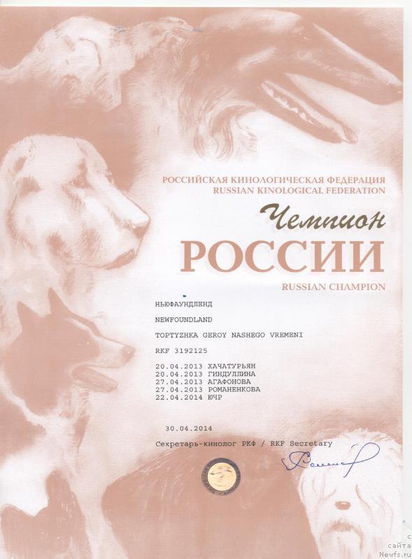 Фото: ньюфаундленд Toptyzhka Geroy Nashego Vremeni (Топтыжка Герой Нашего Времени)