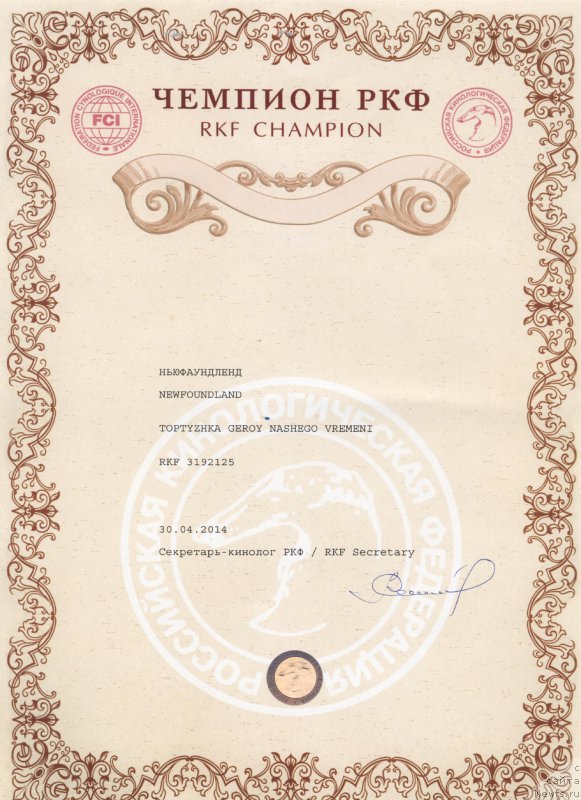 Фото: ньюфаундленд Toptyzhka Geroy Nashego Vremeni (Топтыжка Герой Нашего Времени)