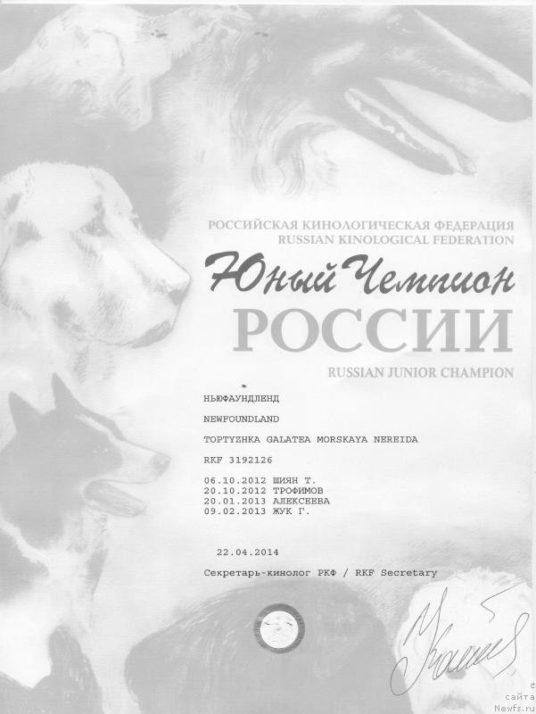 Фото: ньюфаундленд Toptyzhka Galatea Morskaya Nereida (Топтыжка Галатея Морская Нереида)