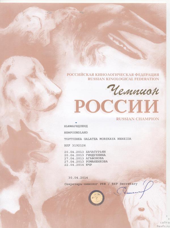 Фото: ньюфаундленд Toptyzhka Galatea Morskaya Nereida (Топтыжка Галатея Морская Нереида)