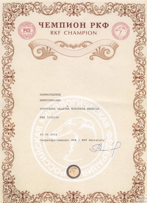 Фото: ньюфаундленд Toptyzhka Galatea Morskaya Nereida (Топтыжка Галатея Морская Нереида)