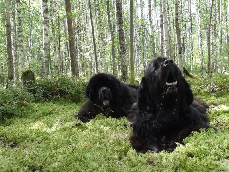 Фото: ньюфаундленд Akin Soul Sofiya (Акин Соул София), ньюфаундленд Andjel Viktorius (Анджел Викториус)
