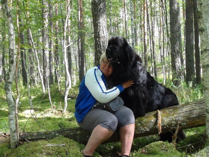 Фото: ньюфаундленд Akin Soul Sofiya (Акин Соул София), Tat'yana Prusova (Татьяна Прусова)