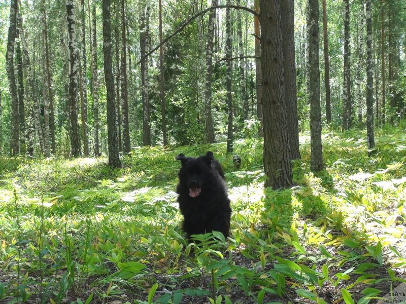 Фото: ньюфаундленд Baryishnya (Барышня)