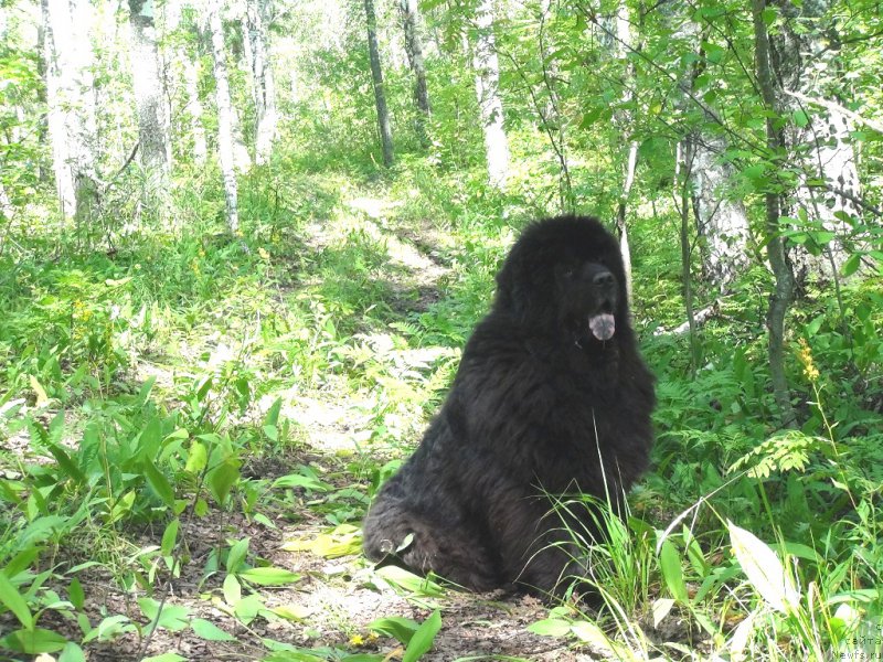 Фото: ньюфаундленд Andjel Viktorius (Анджел Викториус)
