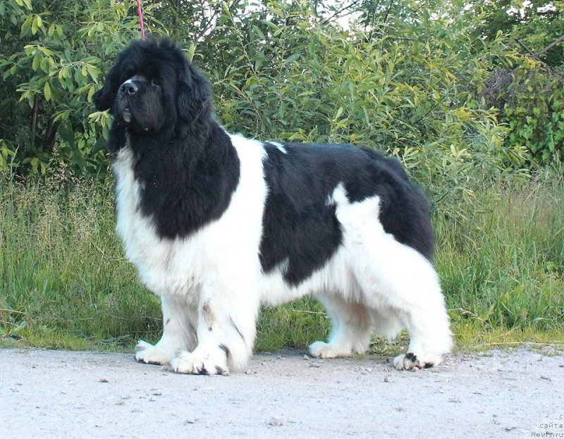 Фото: ньюфаундленд Super Premium Zheneva (Супер Премиум Женева)