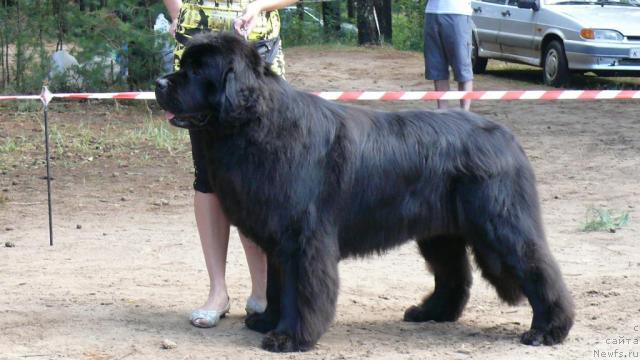 Фото: ньюфаундленд O Black Diamond Little Bear (О Блек Диамонд Литтл Беар)