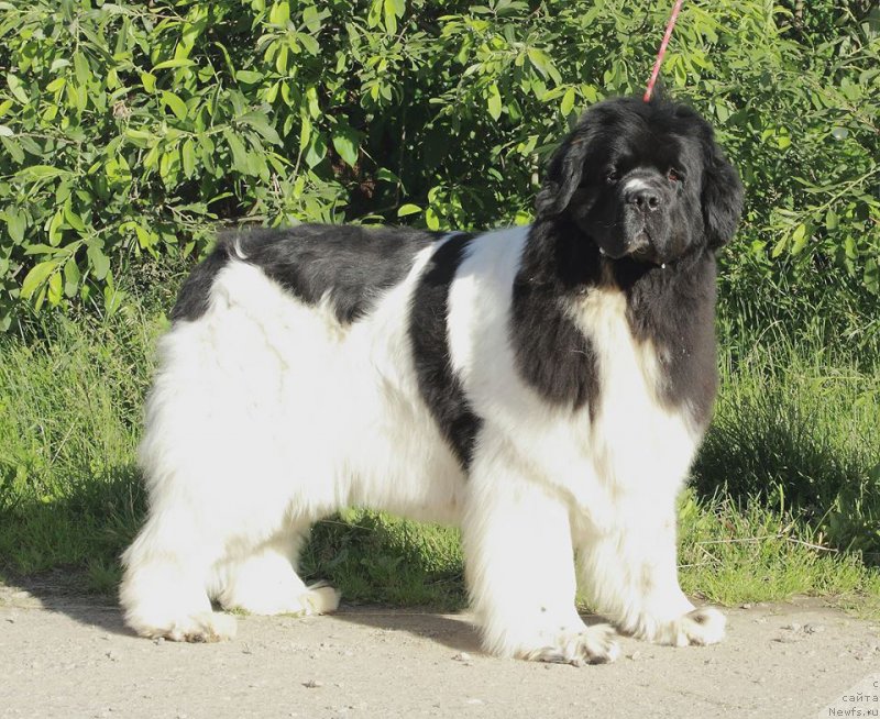 Фото: ньюфаундленд Super Premium Zheneva (Супер Премиум Женева)