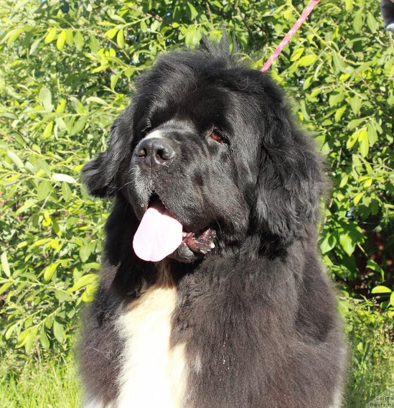 Фото: ньюфаундленд Super Premium Zheneva (Супер Премиум Женева)