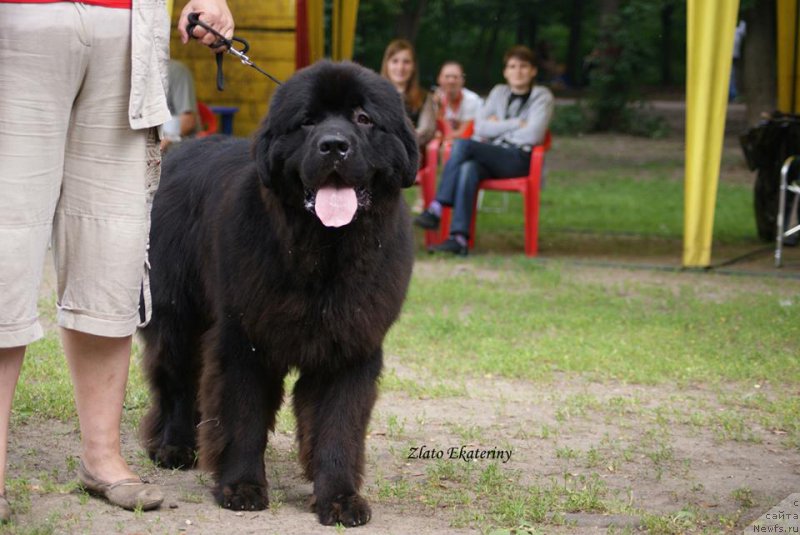 Фото: ньюфаундленд Sent Djons Zaferano (Сент Джонс Заферано)