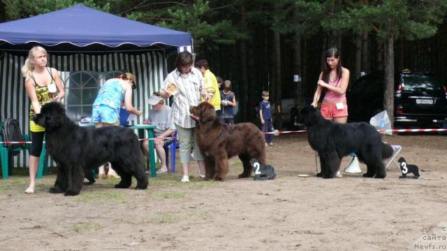 Фото: ньюфаундленд O Black Diamond Little Bear (О Блек Диамонд Литтл Беар), ньюфаундленд Obush Shed Yudashkin Stil (Обуш Шед Юдашкин Стиль), ньюфаундленд Dans Memori F'yudjan Rif (Данс Мемори Фьюджан Риф)