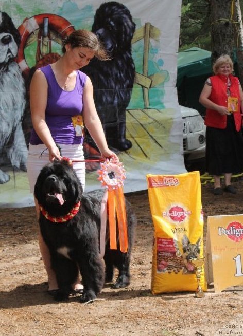 Фото: ньюфаундленд Akvian Song Lavatera (Аквиан Сонг Лаватера), Kseniya Novikova (Ксения Новикова)