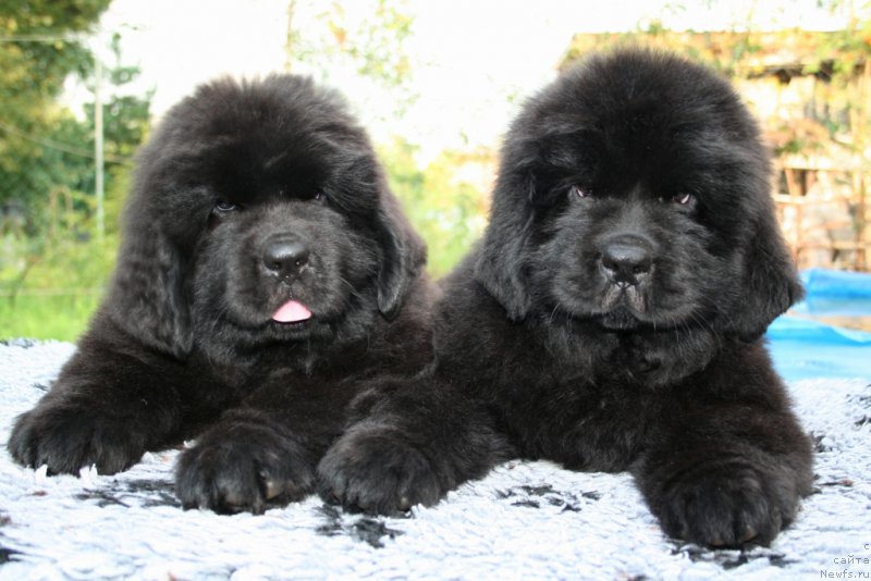 Фото: ньюфаундленд Chernaya Mafia She is a Lady (Черная Мафия Ше ис а Ладу), ньюфаундленд Chernaya Mafia Shengen Visa (Черная Мафия Шенген Виза)