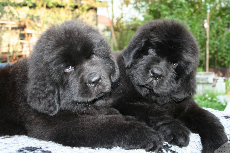 Фото: ньюфаундленд Chernaya Mafia She is a Lady (Черная Мафия Ше ис а Ладу), ньюфаундленд Chernaya Mafia Shengen Visa (Черная Мафия Шенген Виза)