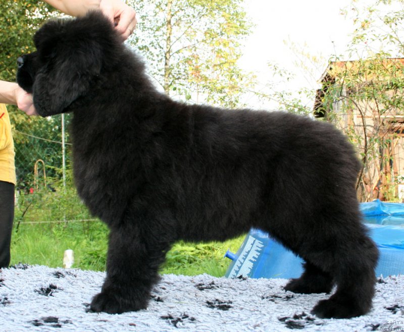 Фото: ньюфаундленд Chernaya Mafia She is a Lady (Черная Мафия Ше ис а Ладу)