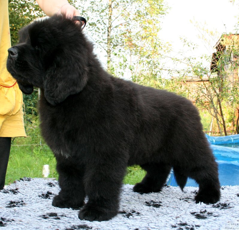 Фото: ньюфаундленд Chernaya Mafia She is a Lady (Черная Мафия Ше ис а Ладу)