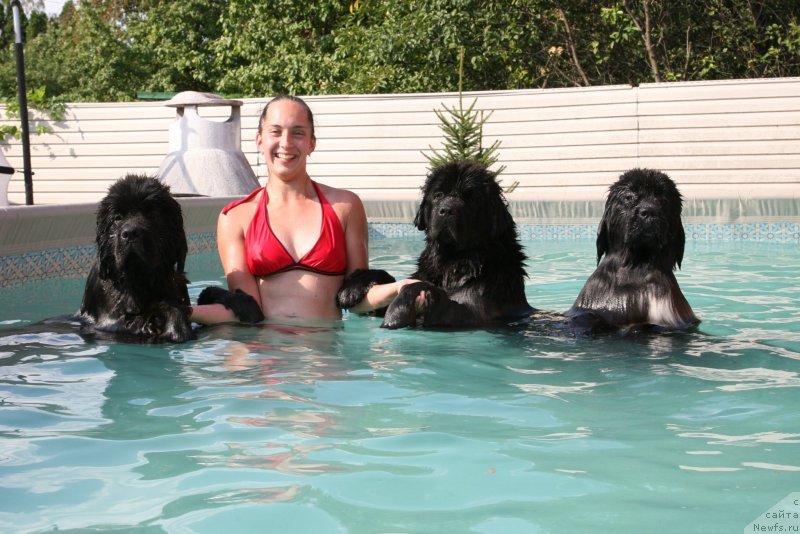 Фото: ньюфаундленд The Most Beautiful Dark New Wave, ньюфаундленд Dark Pride Vertu (Дак Прайд Верту), ньюфаундленд Guliver Moon Bear, Anastasiya Rozenfel'd (Анастасия Розенфельд)