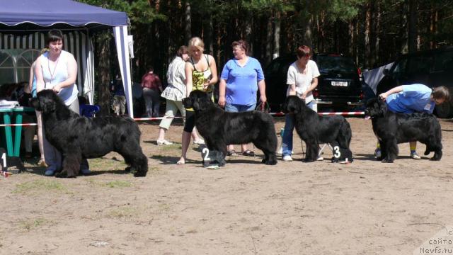 Фото: 1.[d270], 2, 3..., 4, ньюфаундленд Super Bizon Antaliya (Супер Бизон Анталия)