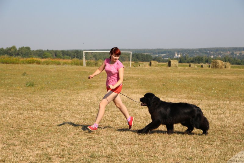 Фото: ньюфаундленд Lepestok Lilii (Лепесток Лилии)