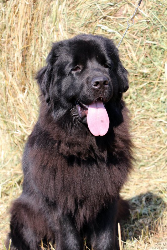 Фотография № 159956