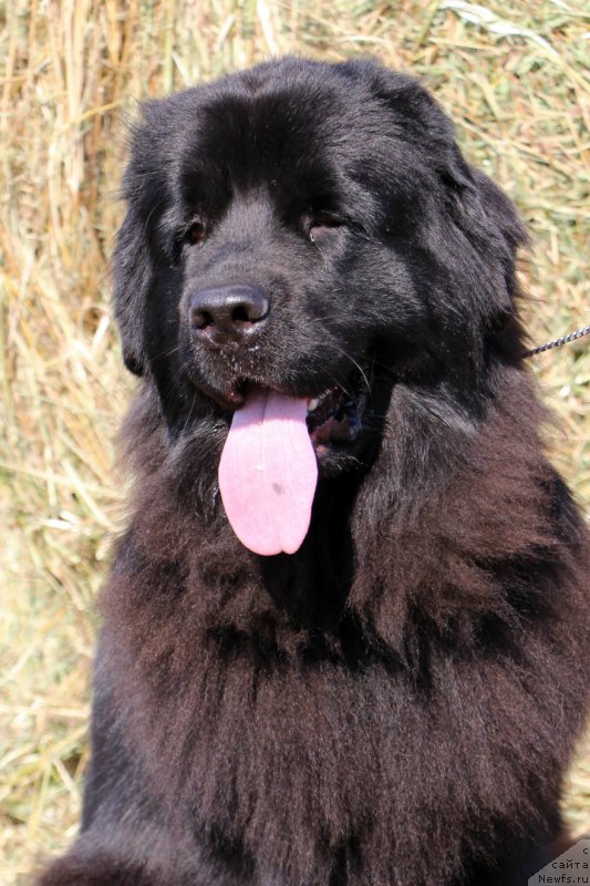 Фотография № 159957