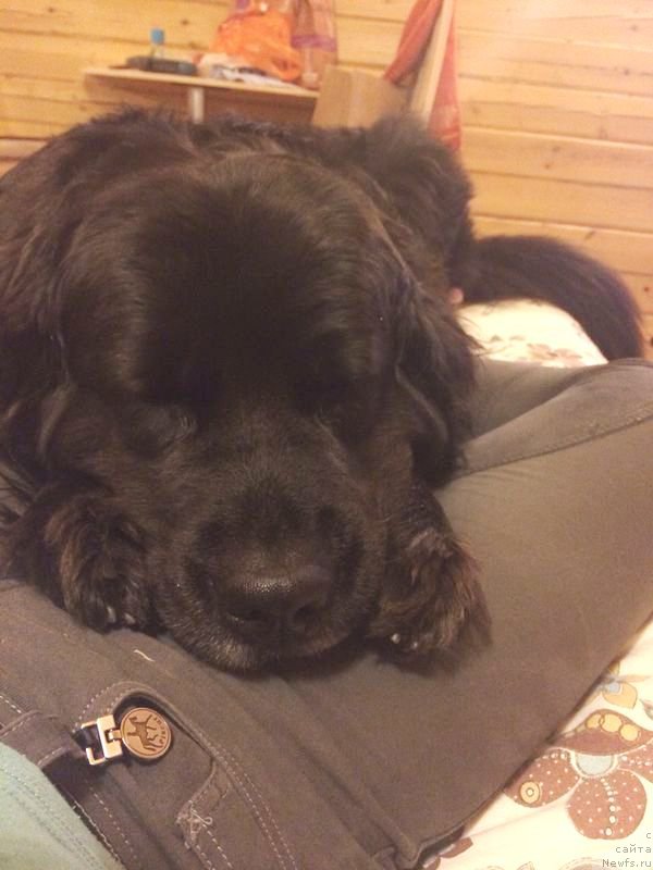 Фото: ньюфаундленд Bonni Flayt (Бонни Флайт)