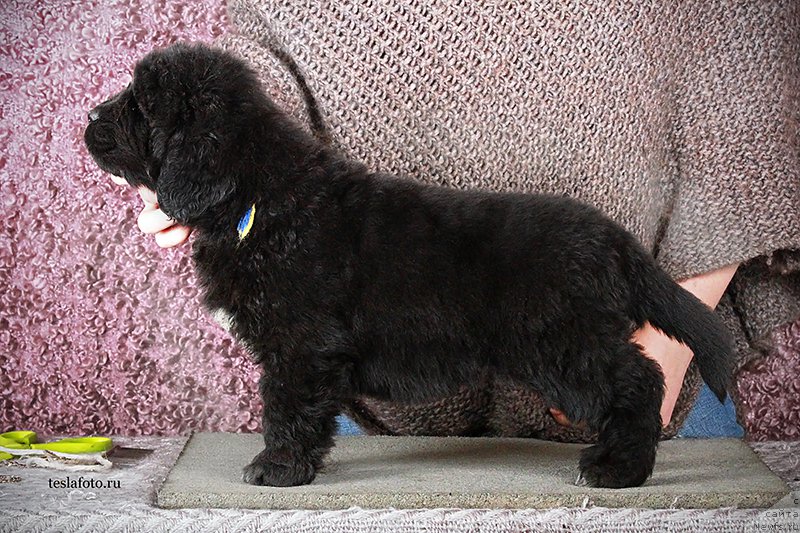 Фото: ньюфаундленд Akvatoriya Kelvin Amerikanka (Акватория Келвин Американка)