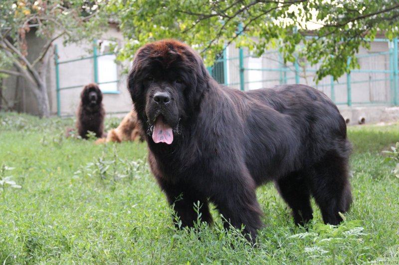 Фото: ньюфаундленд Zvezdnij Dar Afina dlja Berega Dona (Звездный Дар Афина для Берега Дона)