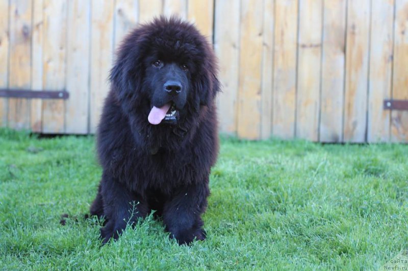 Фото: ньюфаундленд Aleks Huggi Bear Tika (Алекс Хугги Беар Тика)