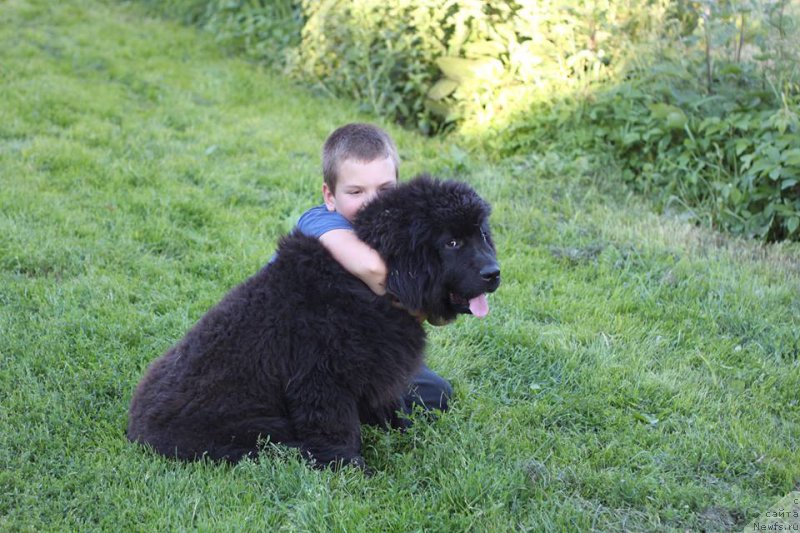 Фото: ньюфаундленд Aleks Huggi Bear Tika (Алекс Хугги Беар Тика)